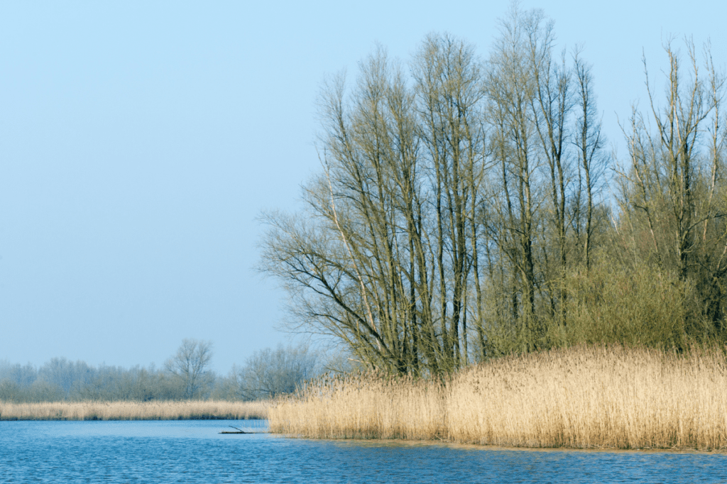 Kamperen in de Biesbosch