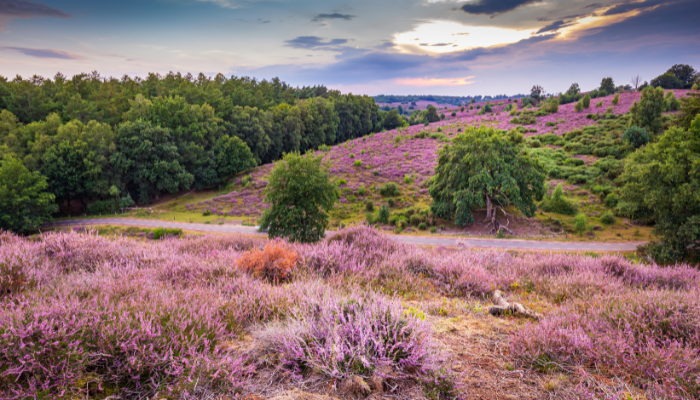 De Veluwe