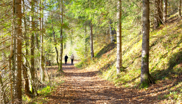 Wandeling door het bos